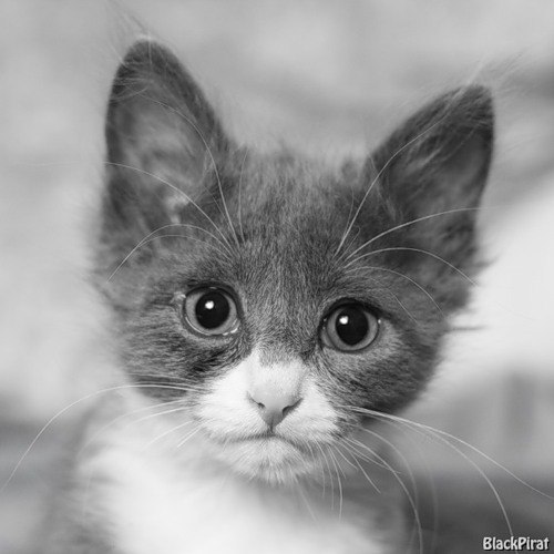 Elena Скребнева | Тамбов