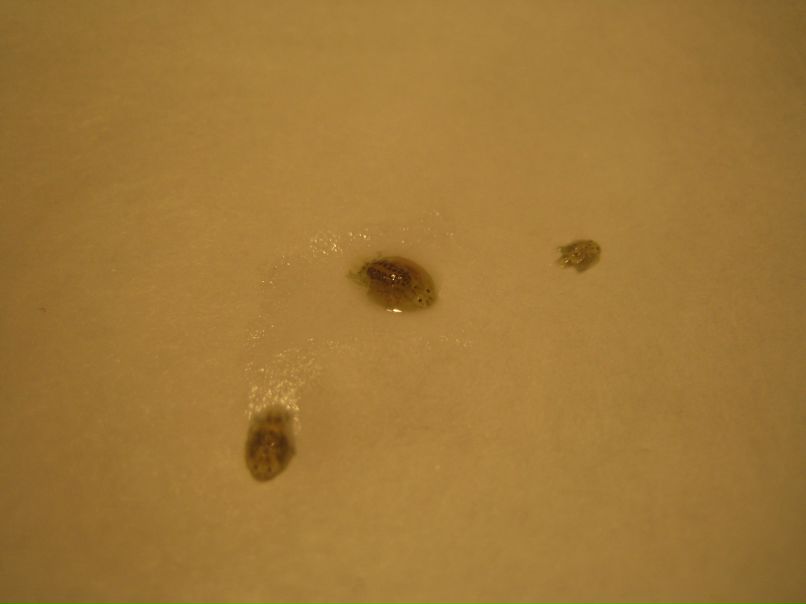 Мария Башлачева | Коряжма