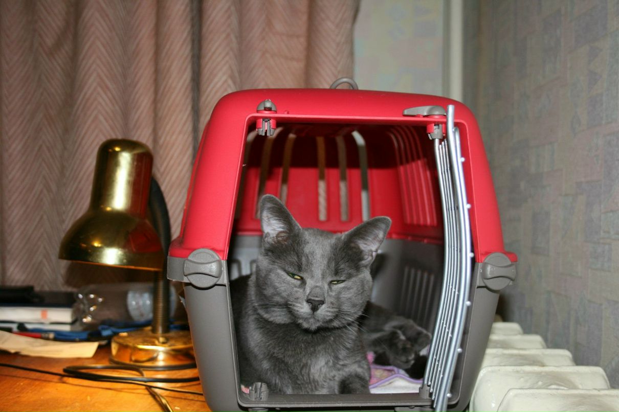 Ира Витковская | Киев