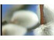 Анастасия Белицкая | Краснодар