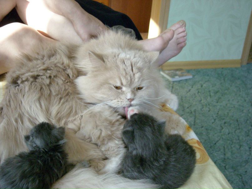 Анастасия Романенкова | Льва Толстого