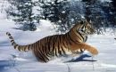 №19 Тигрица Шакира 10.03.1993: профиль, фото, статус - ВКонтакте