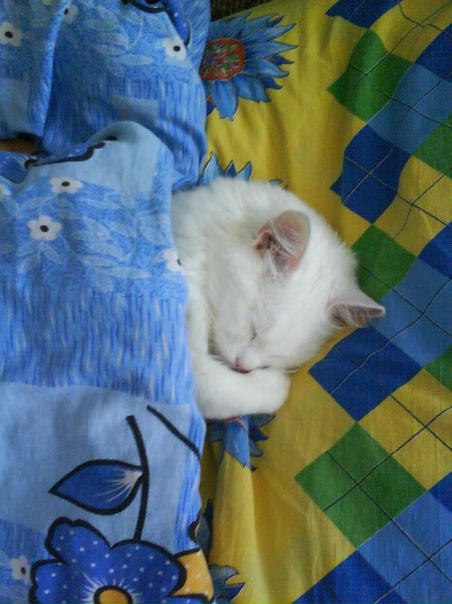 №61, Катюша Прищепа, Чернигов №61, Катюша Прищепа, Чернигов