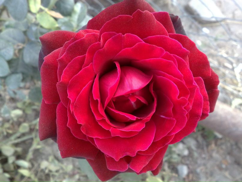 Султание Мустафаева | Морское