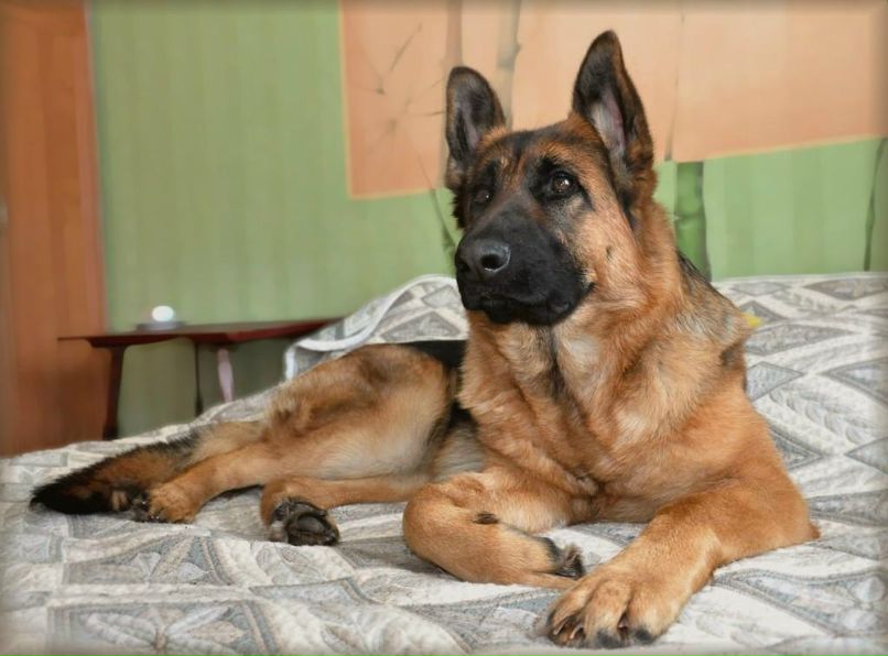 Елена Тимина | 