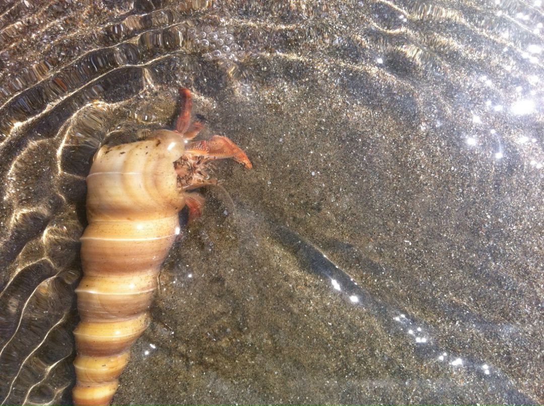 Анна Девицкая | Москва