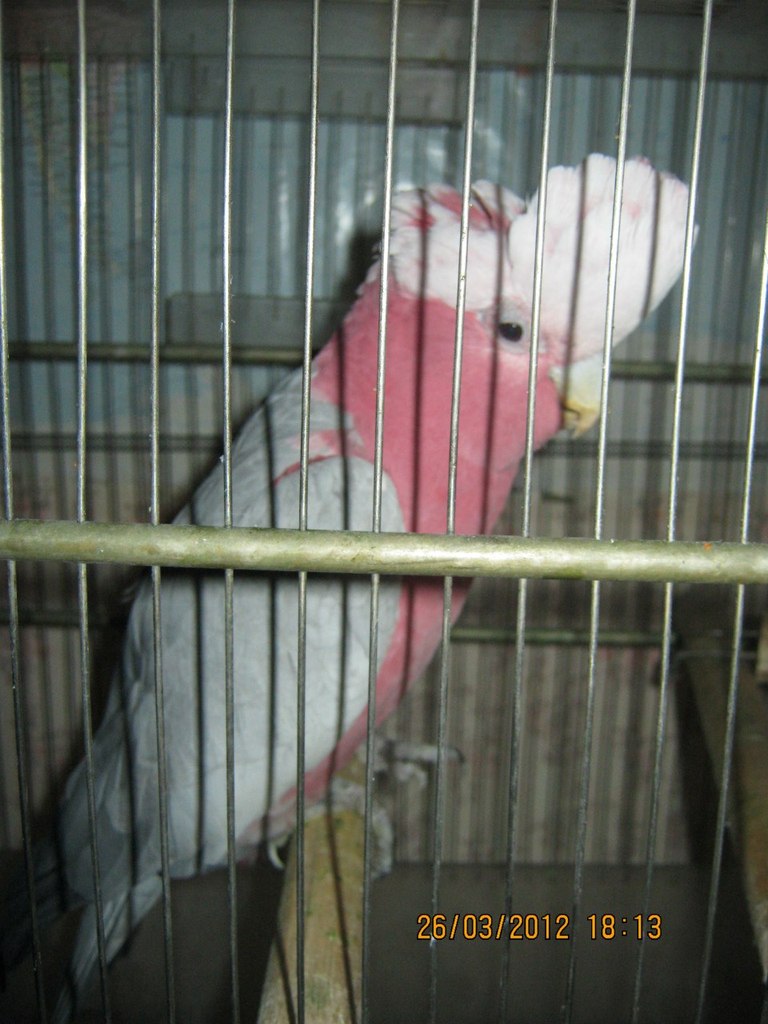 Вера Рачек | Санкт-Петербург