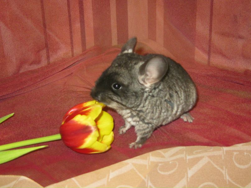 Анна Алексеева | Санкт-Петербург