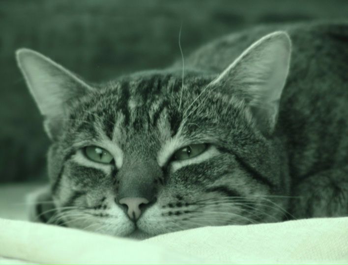 №2, Анна Козлова, 35 лет, Новороссийск №2, Анна Козлова, 35 лет, Новороссийск