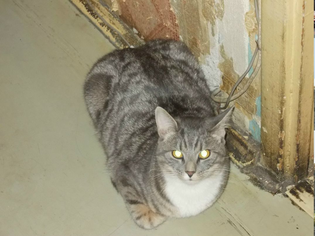 Юляша Роменская злобная киска | Санкт-Петербург