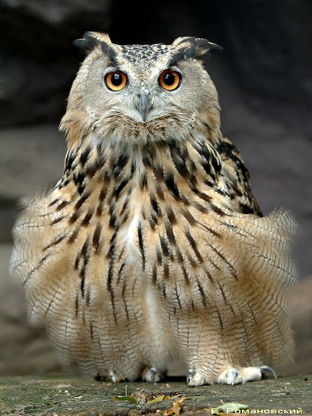 Марина Куклина | Москва