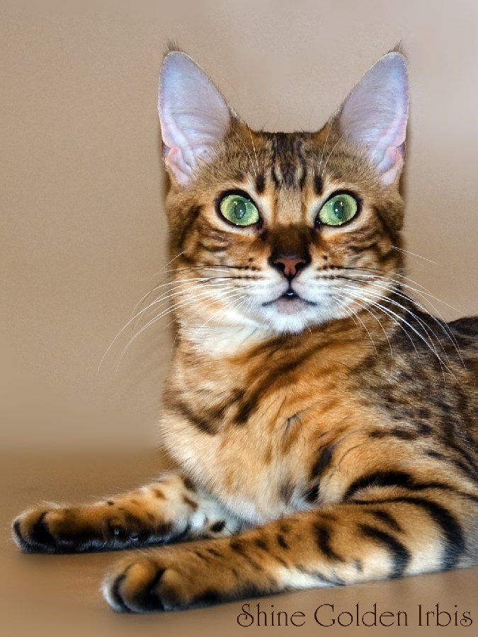 Виктория Гаврилова | Москва