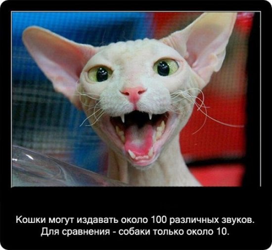 Ольга Банкова | Пенза