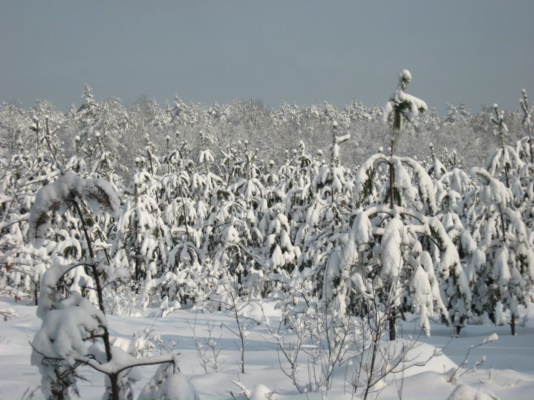 Александр Дехтярь Степанович | Киев
