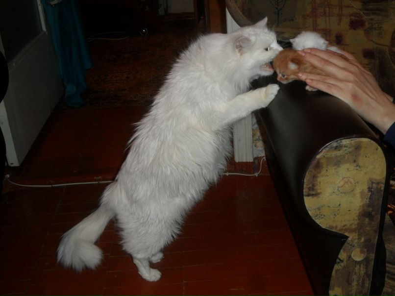 Кристина Киба-Миликова | Рыбница