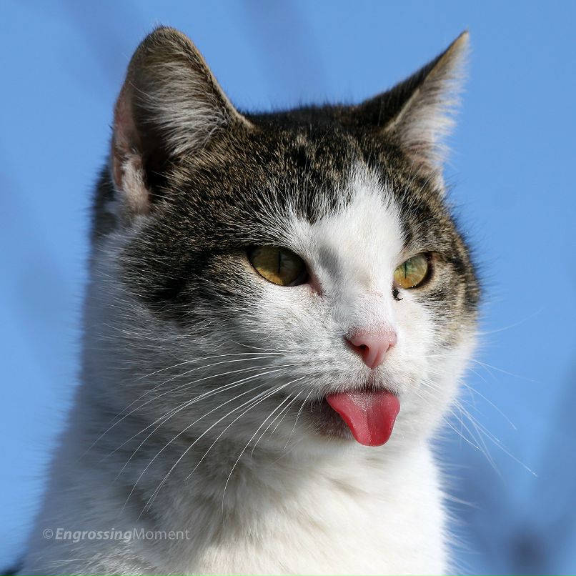 Чиширский Кот Shredinger's | Киев