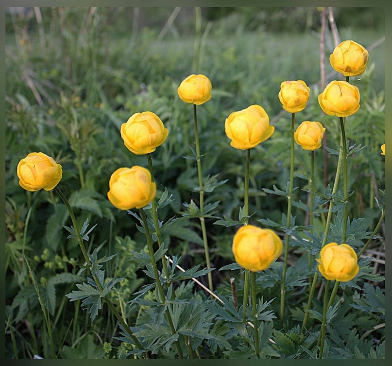Татьяна Гринёва--Фёдорова | Новополоцк