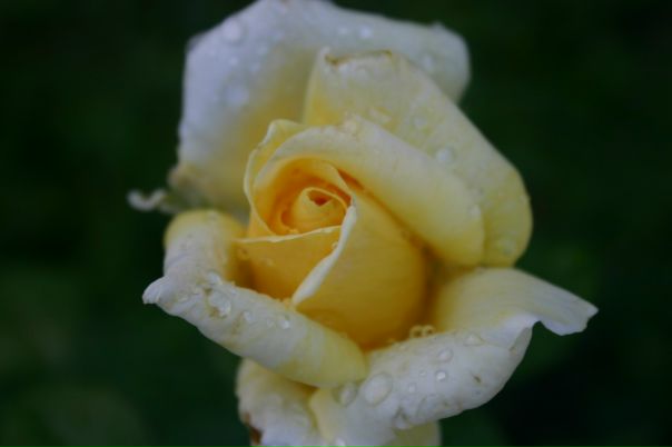 №67, Альона Фризская, Яготин №67, Альона Фризская, Яготин