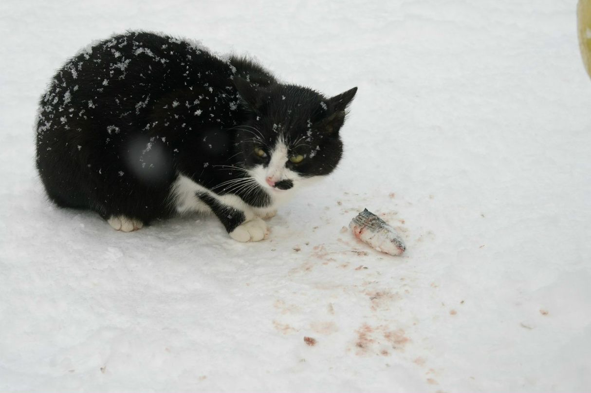 Юлия Никольская Djuce | Симферополь