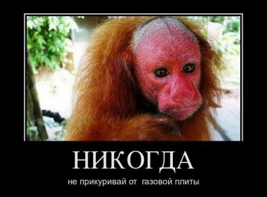 Васек Cat シカマル | Санкт-Петербург