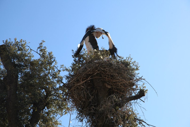 Кира Кучумова | Vigo