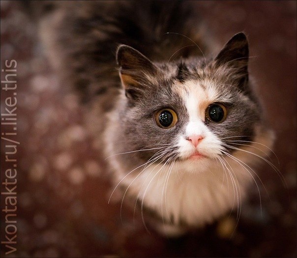 Линда Галаева | 