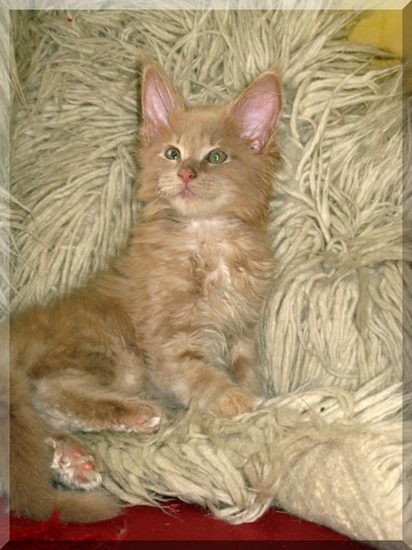 №154, Almina Emilitacoon, Каунас №154, Almina Emilitacoon, Каунас