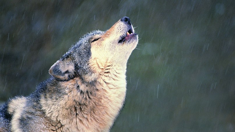 Снежечка Корсукова | 