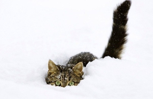 Анна Кука | Севастополь