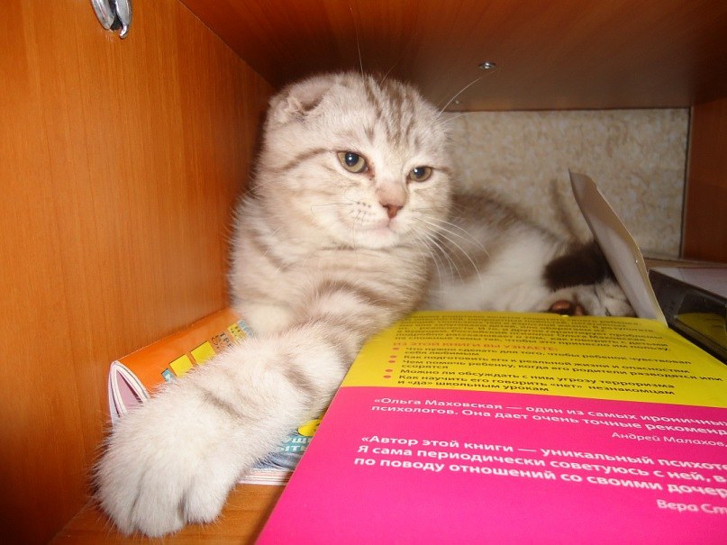 Виктория Кайкова | Мышкин