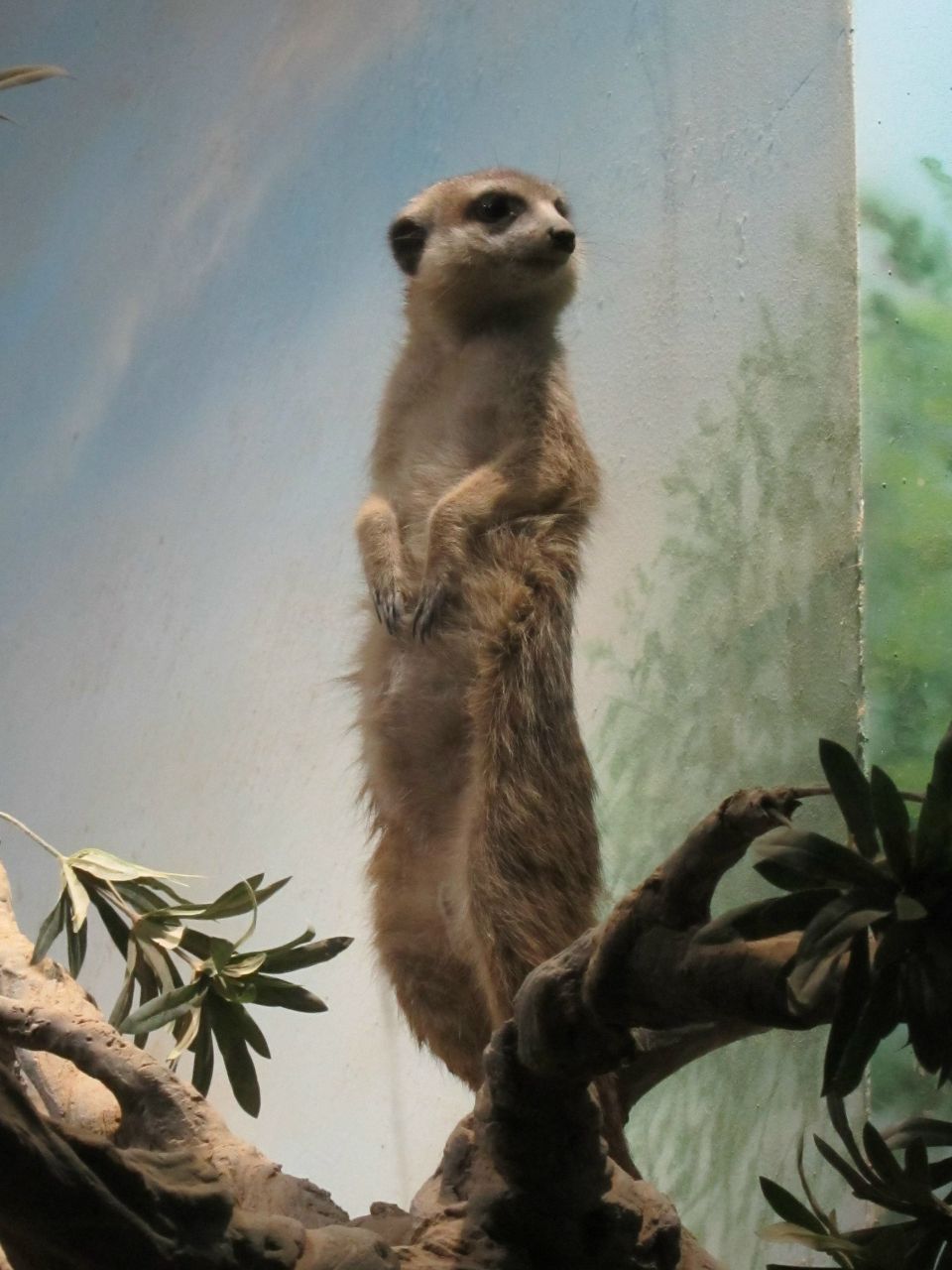 Рустам Аталиков psycho | Москва