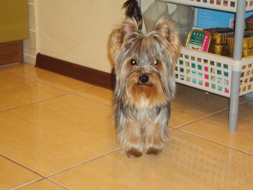 Надежда Чёрная | London