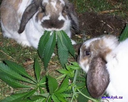 №39, Максим Кудрявцев, Донецк №39, Максим Кудрявцев, Донецк