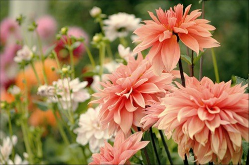 Надія Марценюк | 