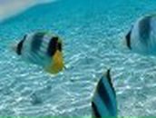 Ірина Лях | Львов