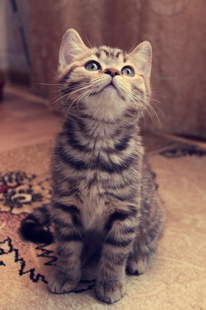 Юрий Северцев | 