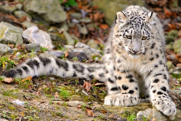 Лика Смородина | Санкт-Петербург