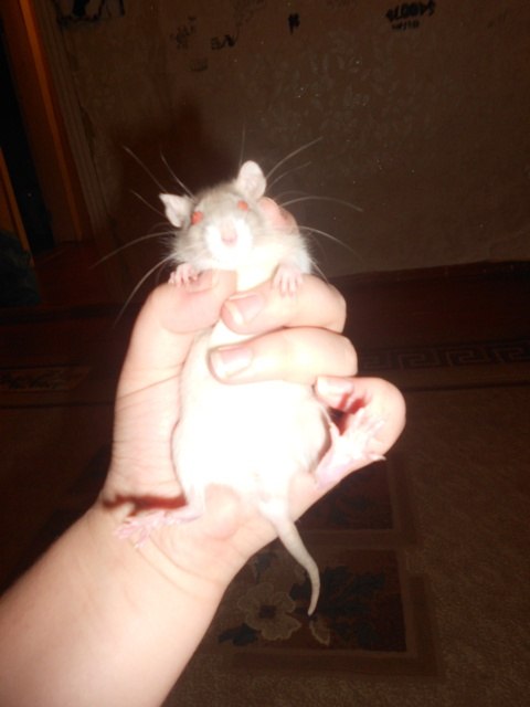 Анна Гулькова | Красноселькуп