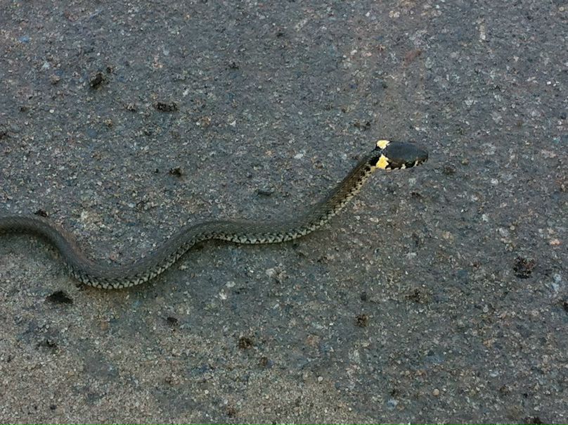 №120, Валерия Костенко, 41 год, Киев №120, Валерия Костенко, 41 год, Киев