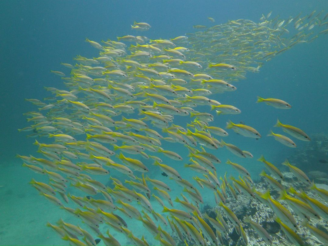 Марат Жандосов | Алматы