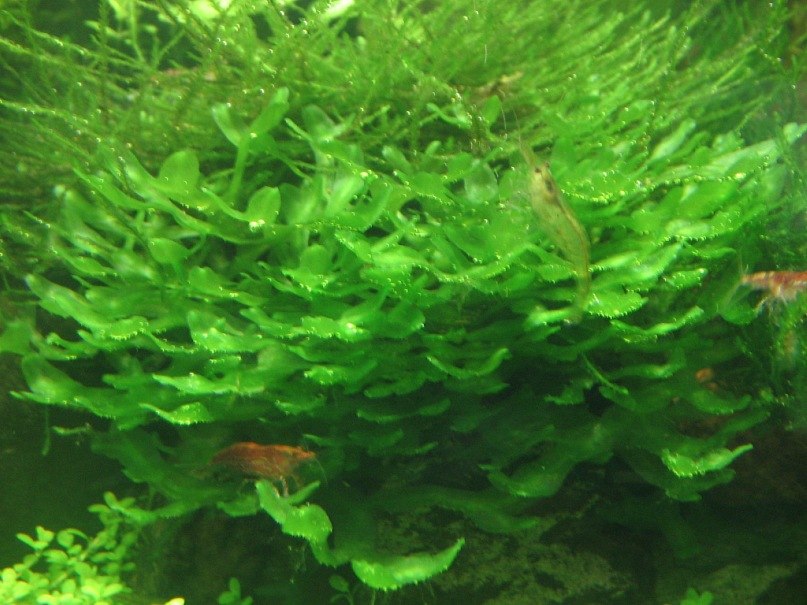 Зульфат Бабаев ℂ⋆ | Тюмень