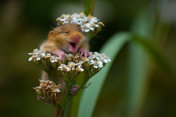 Марина Никитина | Санкт-Петербург