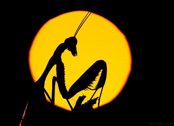 Елена Петришина | Москва