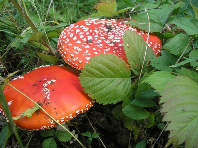 Гульнур Шаяхметова-Хужахметова | 