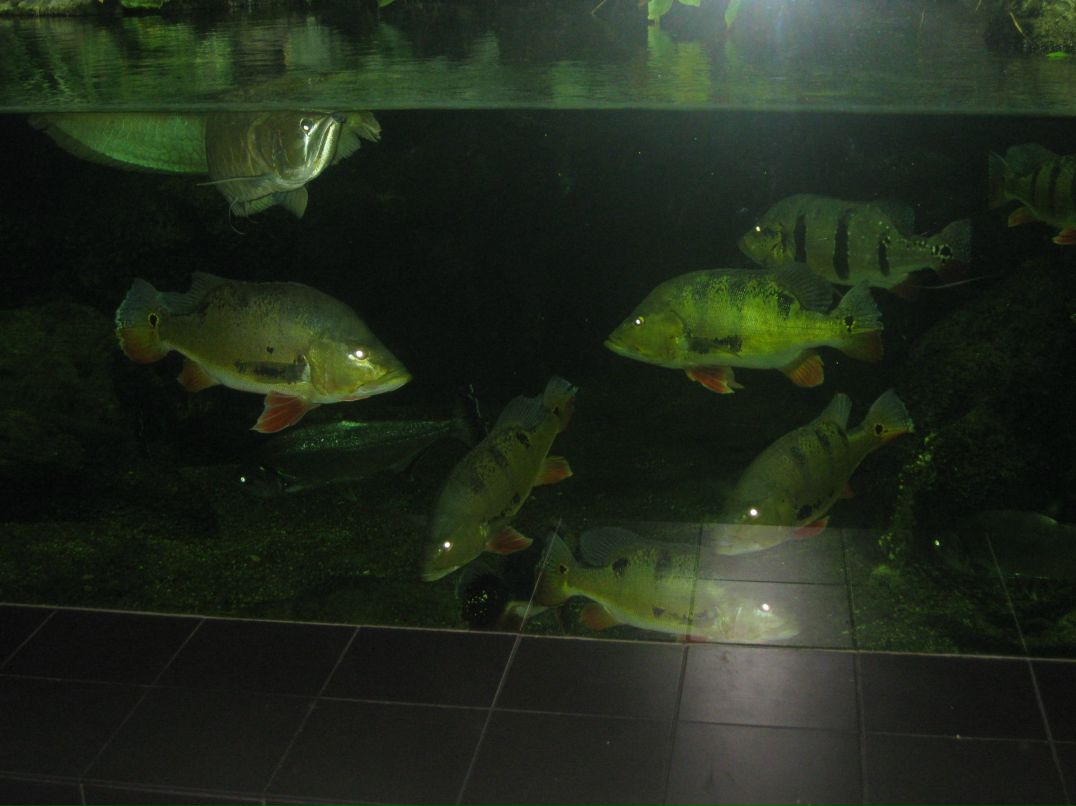 Suren Akopov | Москва