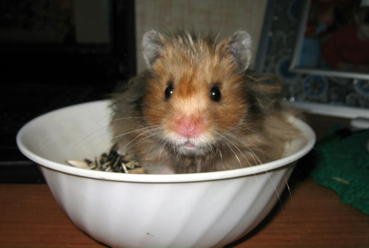 Виктория Герасимова | Никологоры