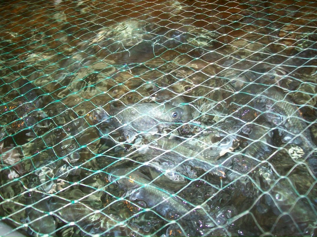 Роман Суховецький | Киев