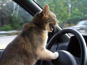 Светлана Зайцева | Санкт-Петербург