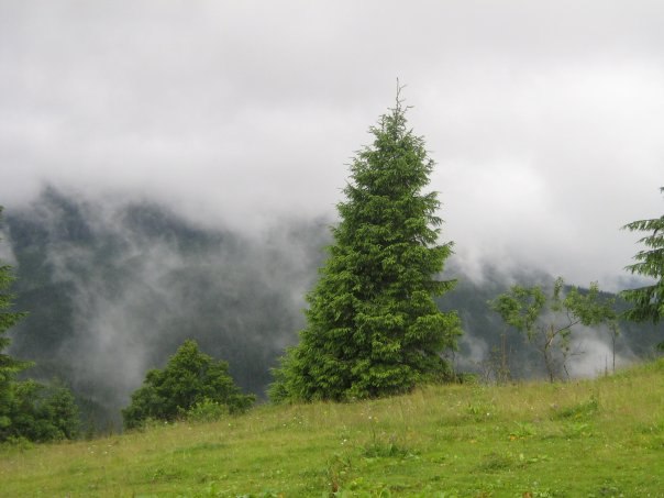 Наталія Тацишин-Войчишин | Ивано-Франковск