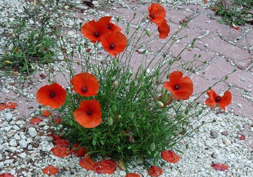 Pompi M*** | Москва